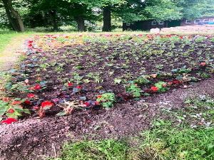 Rotary Club of Wakefield planted flower bed, Holmfield Park June 2024 s